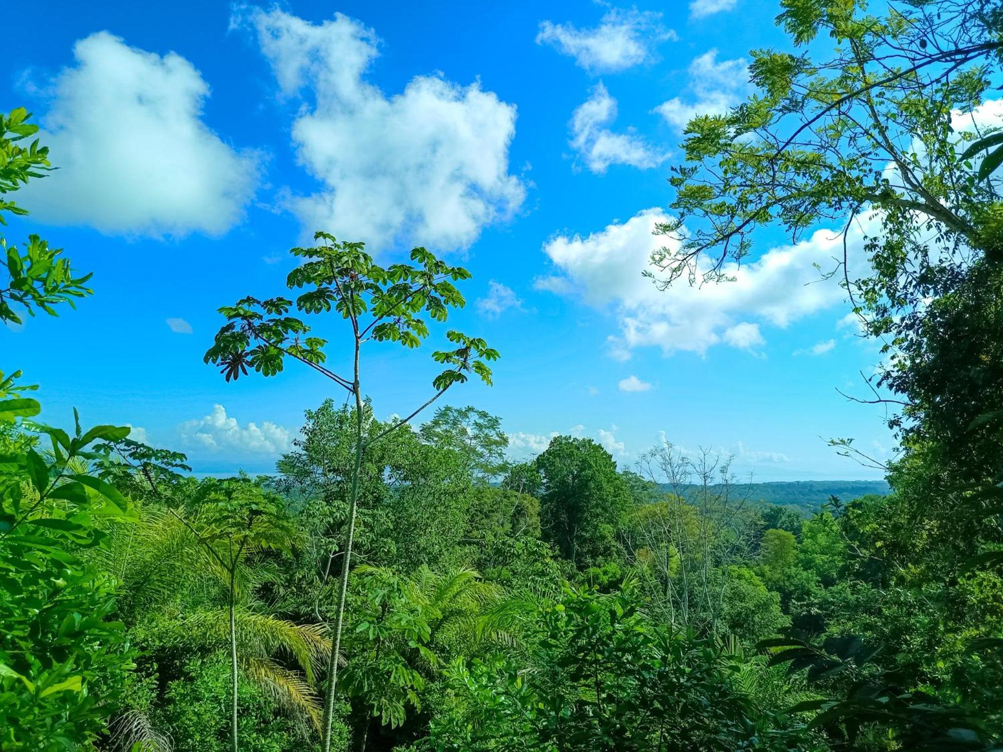 Osa Private Renting House-Villas-Tented-Best Views-Nature-Comfort Puerto Jimenez Exterior photo