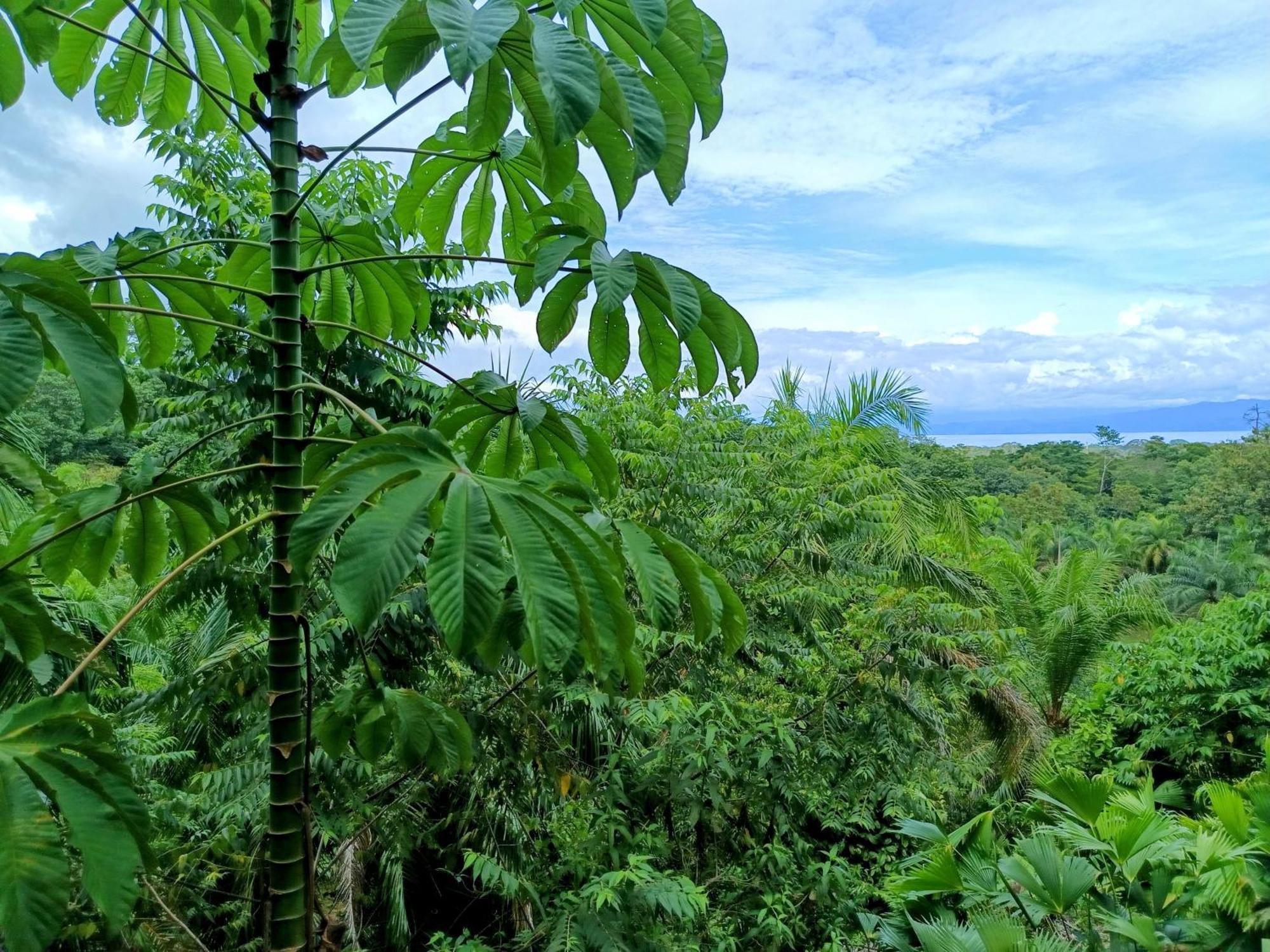 Osa Private Renting House-Villas-Tented-Best Views-Nature-Comfort Puerto Jimenez Exterior photo